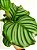 Maranta Orbifolia | Pote Grande - Imagem 2