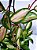 Hoya Carnosa Tricolor | Cuia Grande - Imagem 2