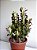 Cacto Euphorbia Trigona (Candelabro) | Extra Grande - Imagem 1