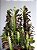 Cacto Euphorbia Trigona (Candelabro) | Extra Grande - Imagem 2