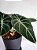 Alocasia Black Velvet | Pote Médio - Imagem 2