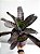 Bromélia Zebra (Aechmea Chantinii Black) | Pote Grande - Imagem 1