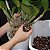 Mix para Orquideas 7 Litros - Imagem 3