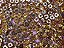 Chaton engrampado dourado redondo 8mm,10 unidades - Imagem 1