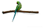 Poleiro de Galho Natural Para Viveiros e Gaiolas - Imagem 5