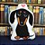 Almofada 3d Cachorro Dachshund - Salsicha - Imagem 6