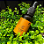 Óleo Vegetal de Ojon 30ml - Imagem 2