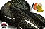 Metal Flake 100 gramas - Imagem 6
