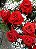 ROSAS IMPORTADAS - Imagem 5