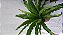 Asplenium - Imagem 2