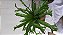Asplenium - Imagem 3