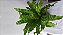 Asplenium - Imagem 1