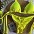 Cortininha e Empina Bumbum Amarelo Neon - Imagem 2