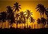 Belo pôr do sol dourado com coqueiros - Imagem 1