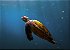 Tartaruga imersa no mar - Imagem 1