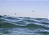 Detalhe do mar com duas gaivotas no fundo - Imagem 1