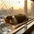 Cama de gato para janela  Catbed Malibu - Imagem 2