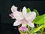 Cattleya Walkeriana Vinicolor “C3M” - Imagem 1