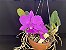 Cattleya Walkeriana tipo “Preciosa da Passarela” - Imagem 1