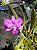 Cattleya Walkeriana Pelorica "C3M - Imagem 1