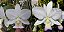 Cattleya Nobilior S/A "Fenomeno" x Cattleya Nobilior S/A "Gnomos" - Imagem 1