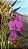 Cattleya Walkeriana Tipo - Imagem 1