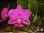 Cattleya Walkeriana Tipo "Princesa" - Imagem 1