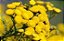 Óleo Essencial de Immortelle 10ML - Imagem 2