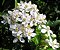 Óleo Essencial de Neroli 10ML - Imagem 2