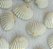 Concha do mar natural com furo - Pacote com 10 unidades - Tamanhos variados de 20mm a 35mm - Imagem 3