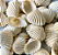 Concha do mar natural com furo - Pacote com 10 unidades - Tamanhos variados de 20mm a 35mm - Imagem 1