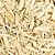 Canela sassafras - Imagem 2