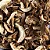 Cogumelo Shitake Laminado - Imagem 1