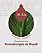 Curso Gravado Aromaterapia Brasileira IBRA | Módulo 2: Óleos Graxos e Manteigas da Biodiversidade - Imagem 1
