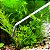 Kit pinça curva e reta aquário plantado terrário aço inox plantas - Imagem 5