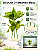 Planta artificial realista atóxica com base decoração enfeite aquário lago SE01 - Imagem 2