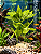 Planta artificial realista atóxica com base decoração enfeite aquário lago SE01 - Imagem 8