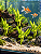 Planta artificial Para Aquário enfeite Decoração 23,5cm Não Machuca Peixe SE04 - Imagem 8