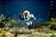 Boneco Roblox Deluxe de 7cm Werewolf Mystery Scientist - Imagem 4