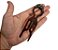 Bianca Hair Pin Grande com Strass Tartaruga 70 052 TA - Imagem 3