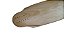 Shape de Skate Downhill modelo 3 - Imagem 2