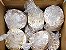 Semente de Shiitake (Cultivo em Toras) - Quantidades Comerciais - caixa Fechada com 12 pacotes - Imagem 1