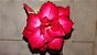Rosa do Deserto VERMELHA (Flor tripla) - Imagem 3