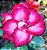 Rosa do Deserto VERMELHA (Flor tripla) - Imagem 1