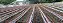 500 Mudas de Uva/Videira  Syrah Enxertadas + Manual de Plantio - Imagem 6