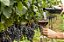 500 Mudas de Uva/Videira  Syrah Enxertadas + Manual de Plantio - Imagem 3