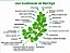 Kit 2 Mudas De Moringa Oleifera + Manual De Plantio - Imagem 2