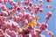 Kit 10 Mudas De Cerejeira Sakura + Manual De Plantio - Imagem 3