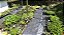 15 Mudas De Amora Preta Gigante Rubus  + Manual - Imagem 1
