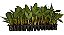 Kit 3 Mudas De Banana Ornamental P/ Vasos + Manual - Imagem 1